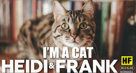 I'm a Cat